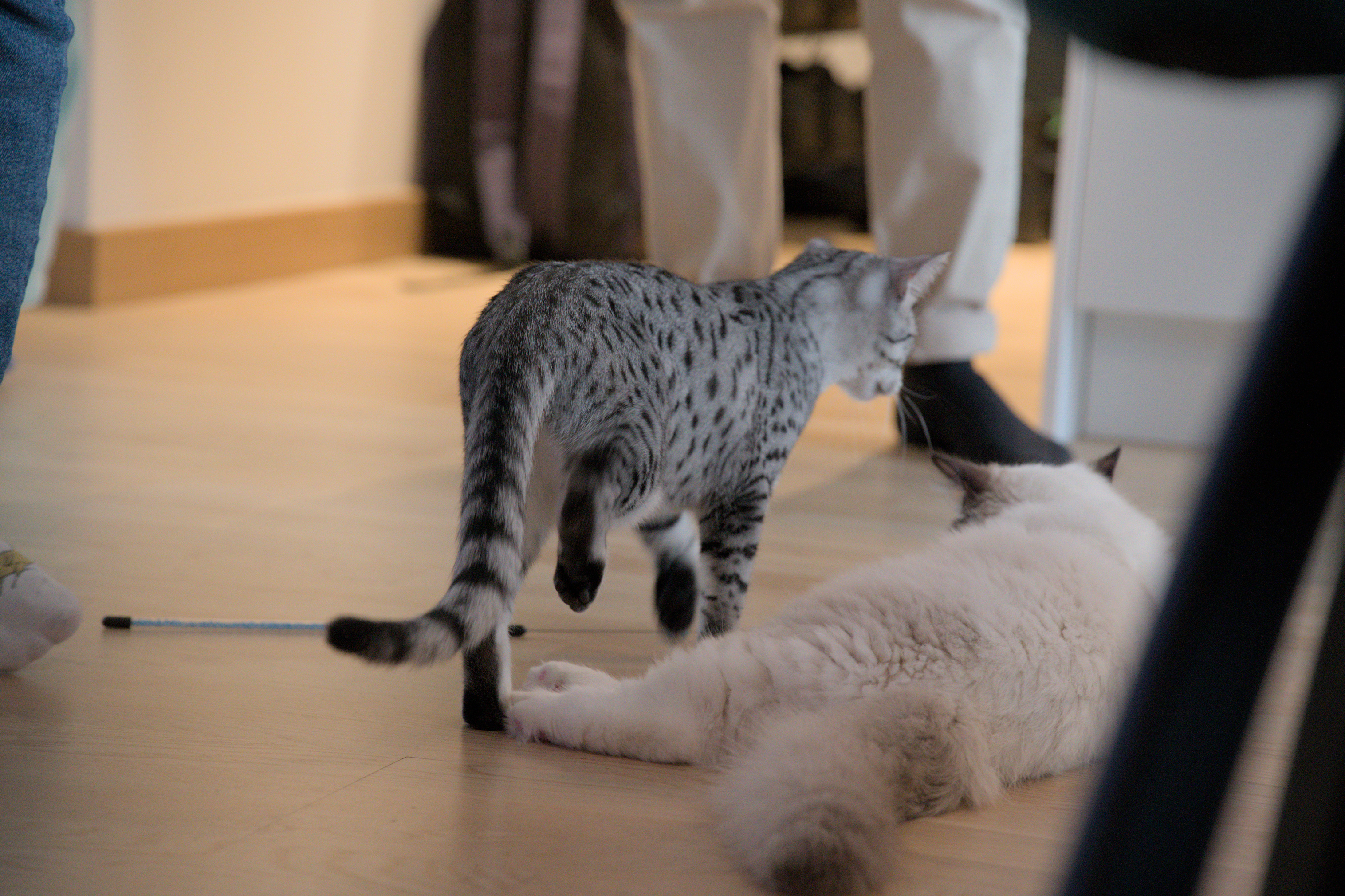 2025/10/12 - cats/DSC_0103.jpg